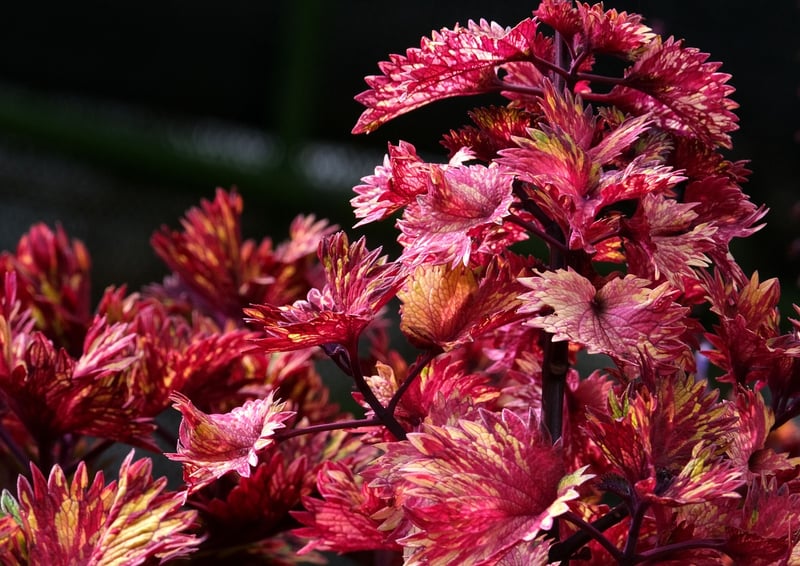 Magical Botany