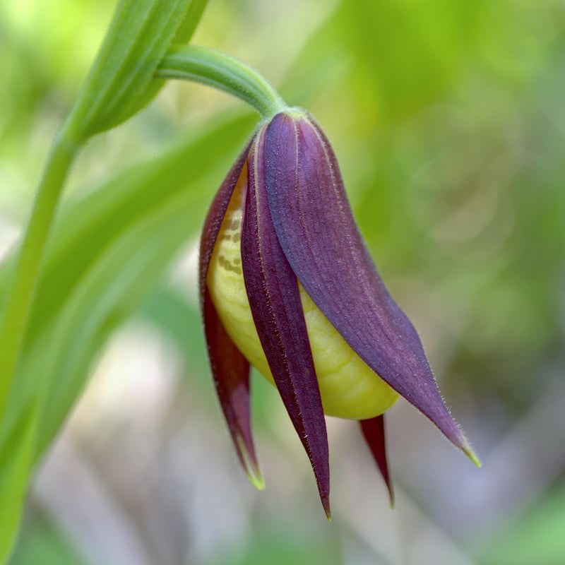 Fairy Slipper Orchid