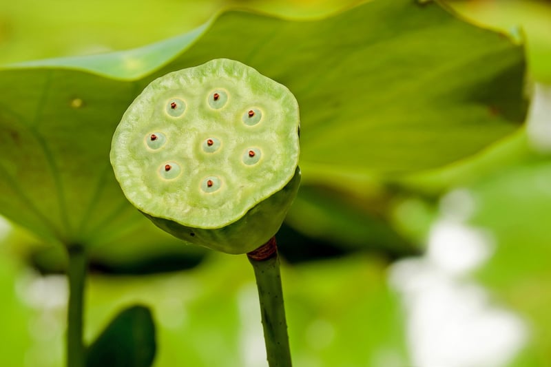 Enchanted Lotus