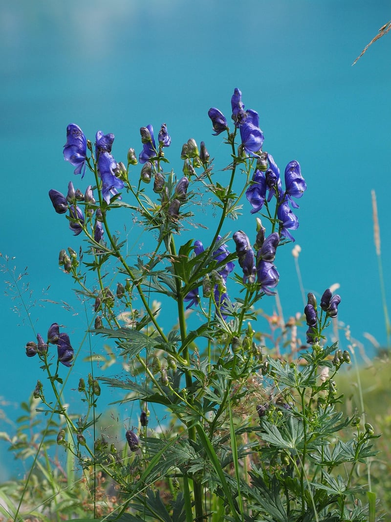 Wolfsbane Plant